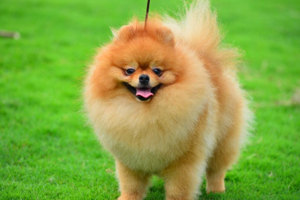  Nhưng tuổi Tuất cần nhớ rằng cơ hội chỉ đến với người chuẩn bị kỹ lưỡng và chủ động. Hãy mạnh dạn tham gia cạnh tranh nội bộ, xung phong thực hiện dự án quan trọng, trình bày ý tưởng sáng tạo với lãnh đạo. Chỉ khi thể hiện tham vọng và năng lực, họ mới nắm chắc cơ hội từ sao Tả Phù để tạo bước ngoặt lớn trong sự nghiệp.