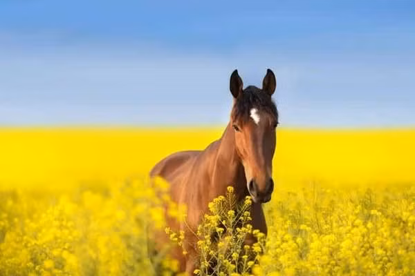  Đây là thời điểm lý tưởng để tích lũy kiến thức chuyên môn và nâng cao kỹ năng. Hãy tham gia các khóa đào tạo tiên tiến, nghiên cứu xu hướng thị trường để chuẩn bị cho bước tiến xa hơn. Đừng tự mãn với thành công nhỏ mà đưa ra quyết định thiếu suy nghĩ, làm lệch hướng sự nghiệp.