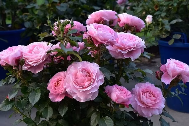  Hoa hồng: Trong phong thủy, hoa hồng tượng trưng cho tình yêu, sự đam mê và sự may mắn, trồng loài hoa này trong nhà có ý nghĩa củng cố mối quan hệ trong gia đình và thu hút năng lượng tích cực, mang lại sự thịnh vượng và hạnh phúc. 