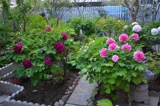  Hoa mẫu đơn: Hoa mẫu đơn với những bông hoa lớn, cánh hoa rộng, màu sắc rực rỡ là loài hoa vừa đẹp vừa quý, được mệnh danh là "nữ hoàng của các loài hoa". 