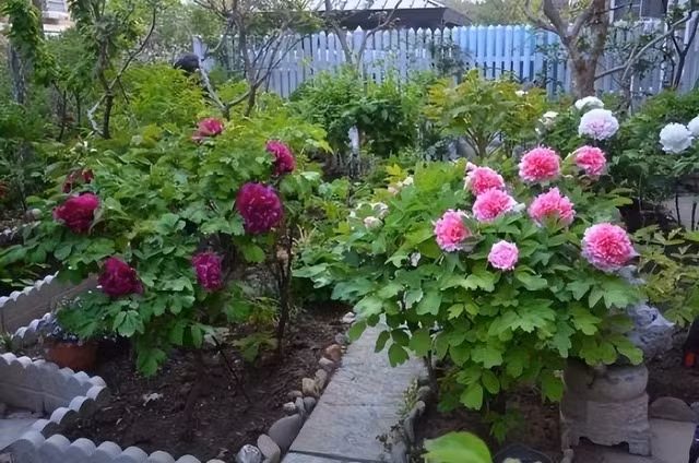  Hoa mẫu đơn: Hoa mẫu đơn với những bông hoa lớn, cánh hoa rộng, màu sắc rực rỡ là loài hoa vừa đẹp vừa quý, được mệnh danh là "nữ hoàng của các loài hoa". 