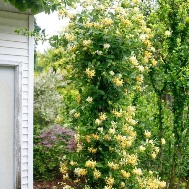  Kim ngân hoa: Kim ngân hoa là loài hoa đẹp, dễ chăm sóc và ra hoa rực rỡ vào mùa xuân. Nụ hoa không chỉ mang vẻ đẹp quyến rũ mà còn có thể dùng để pha trà, đem lại lợi ích cho sức khỏe. 
