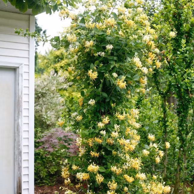  Kim ngân hoa: Kim ngân hoa là loài hoa đẹp, dễ chăm sóc và ra hoa rực rỡ vào mùa xuân. Nụ hoa không chỉ mang vẻ đẹp quyến rũ mà còn có thể dùng để pha trà, đem lại lợi ích cho sức khỏe. 