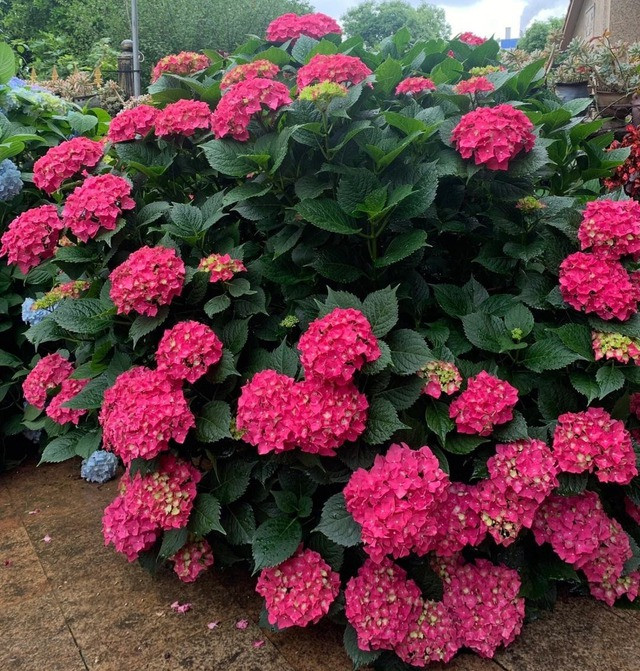  Cẩm tú cầu: Hoa cẩm tú cầu thường được trồng ngoài trời, đặc biệt là trong khu vực sân vườn của ngôi nhà, để phát huy tối đa vẻ đẹp của nó. Với những cánh hoa to và màu sắc rực rỡ, cẩm tú cầu có thể nở suốt vài tháng, tạo nên không gian vừa huyền bí vừa lôi cuốn. 