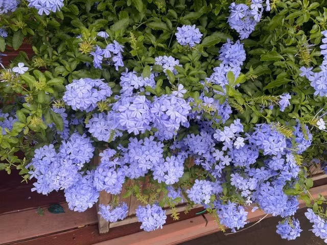  Hoa thanh xà: Trong số những loài hoa dễ trồng, không thể không nhắc đến hoa thanh xà, hay còn gọi là hoa tuyết xanh. Loài hoa này được mệnh danh là "cỗ máy nở hoa", với khả năng ra hoa suốt cả năm, đặc biệt trong điều kiện khí hậu ấm áp. 