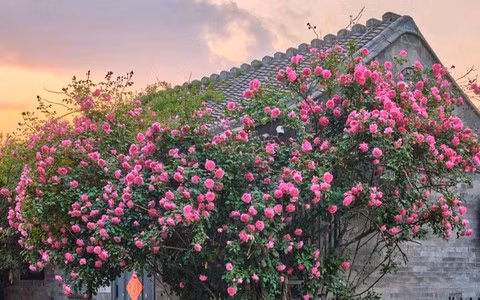 Đặc biệt, hoa hồng leo khi trồng gần tường hoặc giàn sẽ tạo nên khung cảnh tuyệt đẹp khi nở rộ. Lưu ý khi chăm sóc: Hoa hồng thích ánh sáng mặt trời, đất màu mỡ và cần bón phân thường xuyên. Ngoài ra, cây cần được cắt tỉa định kỳ để giữ dáng và kích thích ra hoa. 