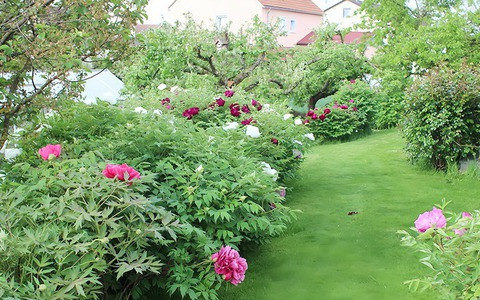  Trồng mẫu đơn trong sân vườn không chỉ mang lại vẻ đẹp cho không gian sống mà còn tượng trưng cho cuộc sống sung túc, thịnh vượng. Trong phong thủy, mẫu đơn là loài hoa của tài lộc và tình yêu hạnh phúc. 