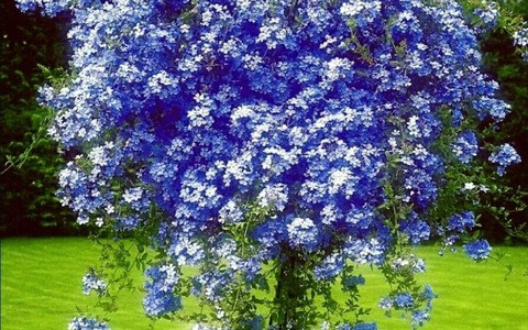  Lưu ý khi chăm sóc: Hoa thanh xà ưa thích đất tơi xốp, màu mỡ, mặc dù có thể ra hoa ở những nơi bán râm, nhưng nếu được đặt ở vị trí có ánh sáng đầy đủ, cây sẽ ra hoa nhiều hơn. 