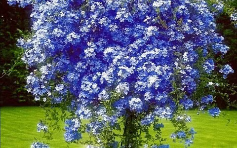  Lưu ý khi chăm sóc: Hoa thanh xà ưa thích đất tơi xốp, màu mỡ, mặc dù có thể ra hoa ở những nơi bán râm, nhưng nếu được đặt ở vị trí có ánh sáng đầy đủ, cây sẽ ra hoa nhiều hơn. 