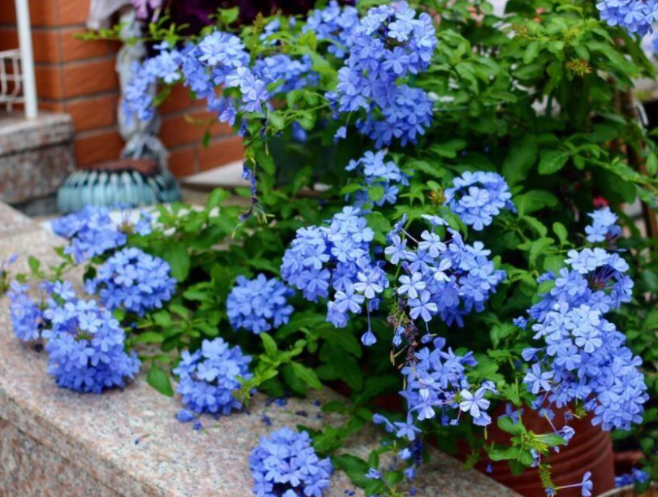  Vào mùa hè và mùa thu, bạn nên tăng cường lượng nước tưới và bón phân định kỳ để cây phát triển mạnh mẽ và cho hoa nở đều đặn.