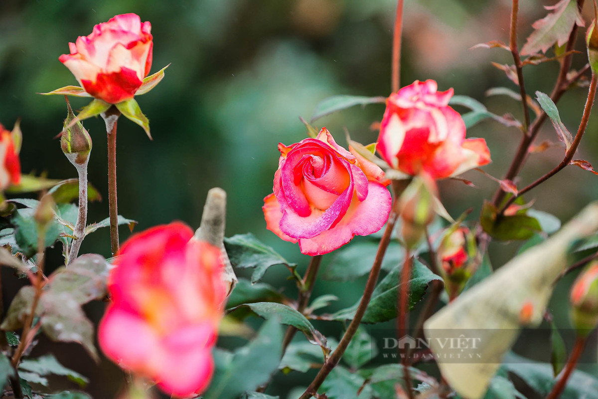  Hoa hồng là loài hoa đa dạng với nhiều màu sắc rực rỡ, dễ trồng và nở quanh năm, mang đến vẻ đẹp tươi mới cho không gian sống. Loài hoa này có khả năng chịu đựng được nhiều loại thời tiết, từ mùa đông giá lạnh đến mùa hè oi ả, nên rất phù hợp để trồng ở hầu hết các vùng khí hậu.