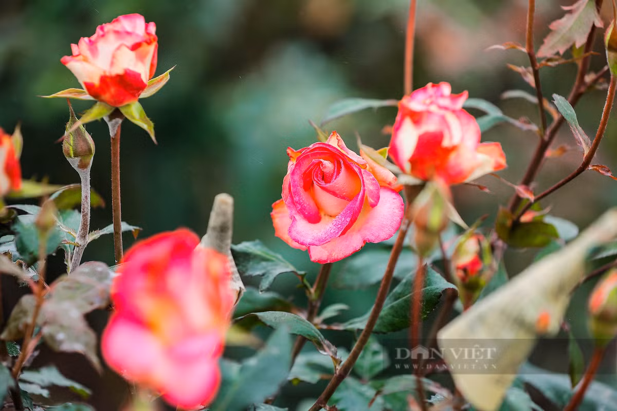  Hoa hồng là loài hoa đa dạng với nhiều màu sắc rực rỡ, dễ trồng và nở quanh năm, mang đến vẻ đẹp tươi mới cho không gian sống. Loài hoa này có khả năng chịu đựng được nhiều loại thời tiết, từ mùa đông giá lạnh đến mùa hè oi ả, nên rất phù hợp để trồng ở hầu hết các vùng khí hậu.