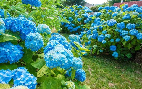  Trong phong thủy, cẩm tú cầu tượng trưng cho sự hòa hợp, tình yêu và lòng biết ơn, mang lại nguồn năng lượng tích cực cho gia đình. Trồng hoa cẩm tú cầu không chỉ giúp không gian sống thêm phần rực rỡ mà còn góp phần thúc đẩy các mối quan hệ trong gia đình thêm gắn kết và bền chặt.