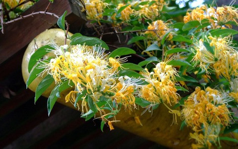  Mặc dù không phổ biến như hoa mai, hoa lan hay hoa cúc, kim ngân hoa vẫn nổi bật với hương thơm ngọt ngào và ý nghĩa phong thủy tốt đẹp. 