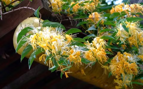  Mặc dù không phổ biến như hoa mai, hoa lan hay hoa cúc, kim ngân hoa vẫn nổi bật với hương thơm ngọt ngào và ý nghĩa phong thủy tốt đẹp. 