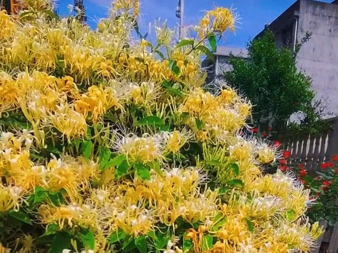 Lưu ý khi chăm sóc: Kim ngân hoa dễ trồng, chỉ cần đất tơi xốp, giàu dinh dưỡng và thoát nước tốt là cây có thể phát triển khỏe mạnh. Cây có thể trồng trong chậu hoặc làm cây leo bám. 