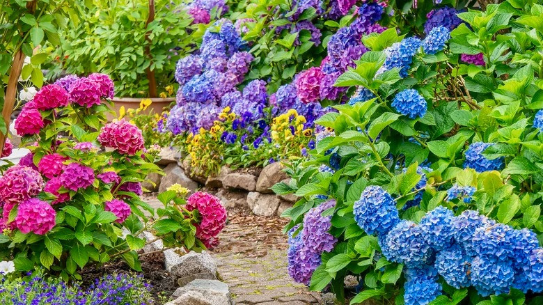 Lưu ý khi chăm sóc: Cẩm tú cầu cần ánh sáng đầy đủ và cần tưới nước thường xuyên vào mùa hè. Vào mùa xuân, có thể bón thêm phân để cây phát triển tốt. Cần chú ý khi cắt tỉa cành lá để tránh làm tổn thương các chồi hoa. 