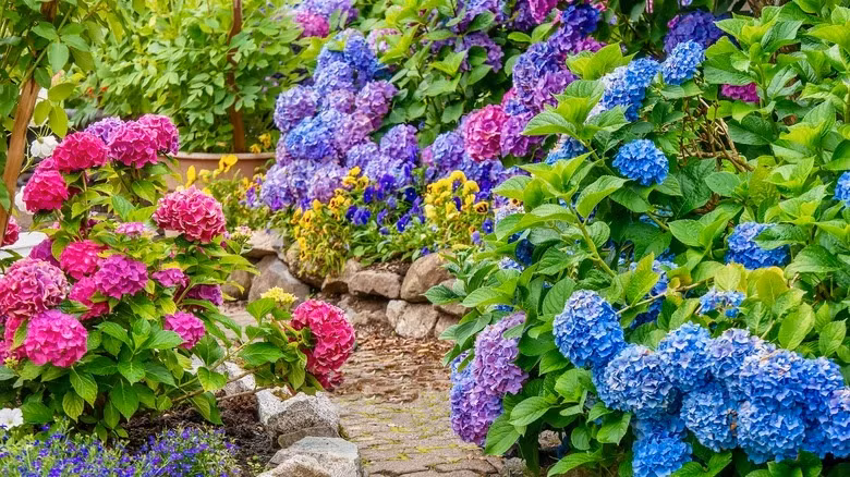 Lưu ý khi chăm sóc: Cẩm tú cầu cần ánh sáng đầy đủ và cần tưới nước thường xuyên vào mùa hè. Vào mùa xuân, có thể bón thêm phân để cây phát triển tốt. Cần chú ý khi cắt tỉa cành lá để tránh làm tổn thương các chồi hoa. 