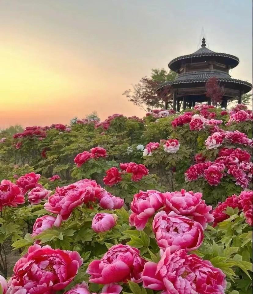  Vì vậy, trồng hoa mẫu đơn là một lựa chọn tuyệt vời để cải thiện phong thủy cho ngôi nhà. Thêm vào đó, mẫu đơn cũng là loài hoa lâu năm, ra hoa đều đặn và có khả năng chịu lạnh tốt, rất phù hợp với môi trường ngoài trời. 