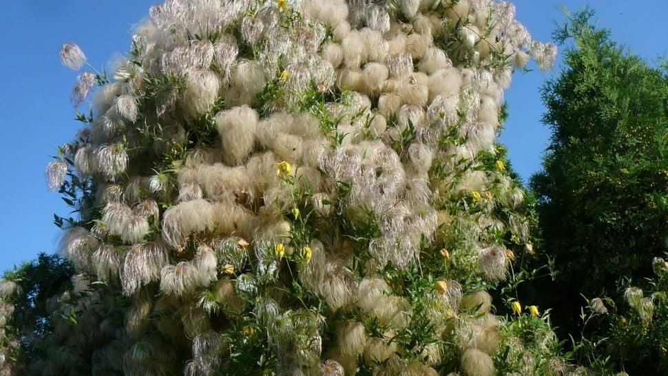 Mãn nhãn cây cảnh ngàn mặt mới rước may mắn vào nhà ảnh 5