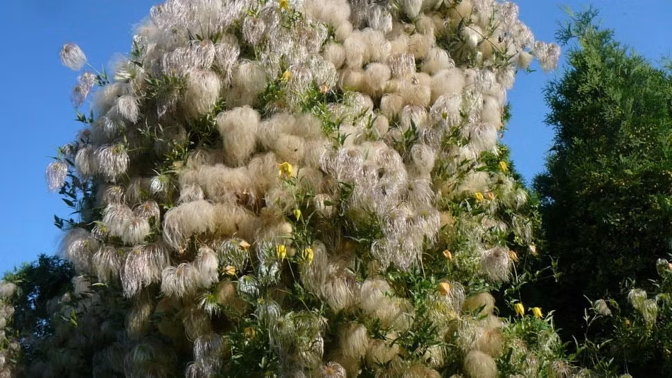 Mãn nhãn cây cảnh ngàn mặt mới rước may mắn vào nhà ảnh 5