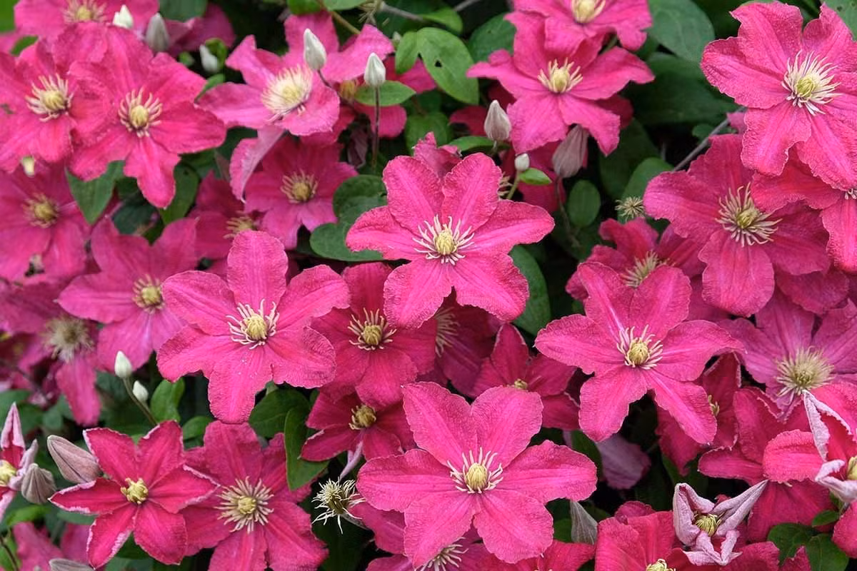 Mãn nhãn cây cảnh ngàn mặt mới rước may mắn vào nhà ảnh 2