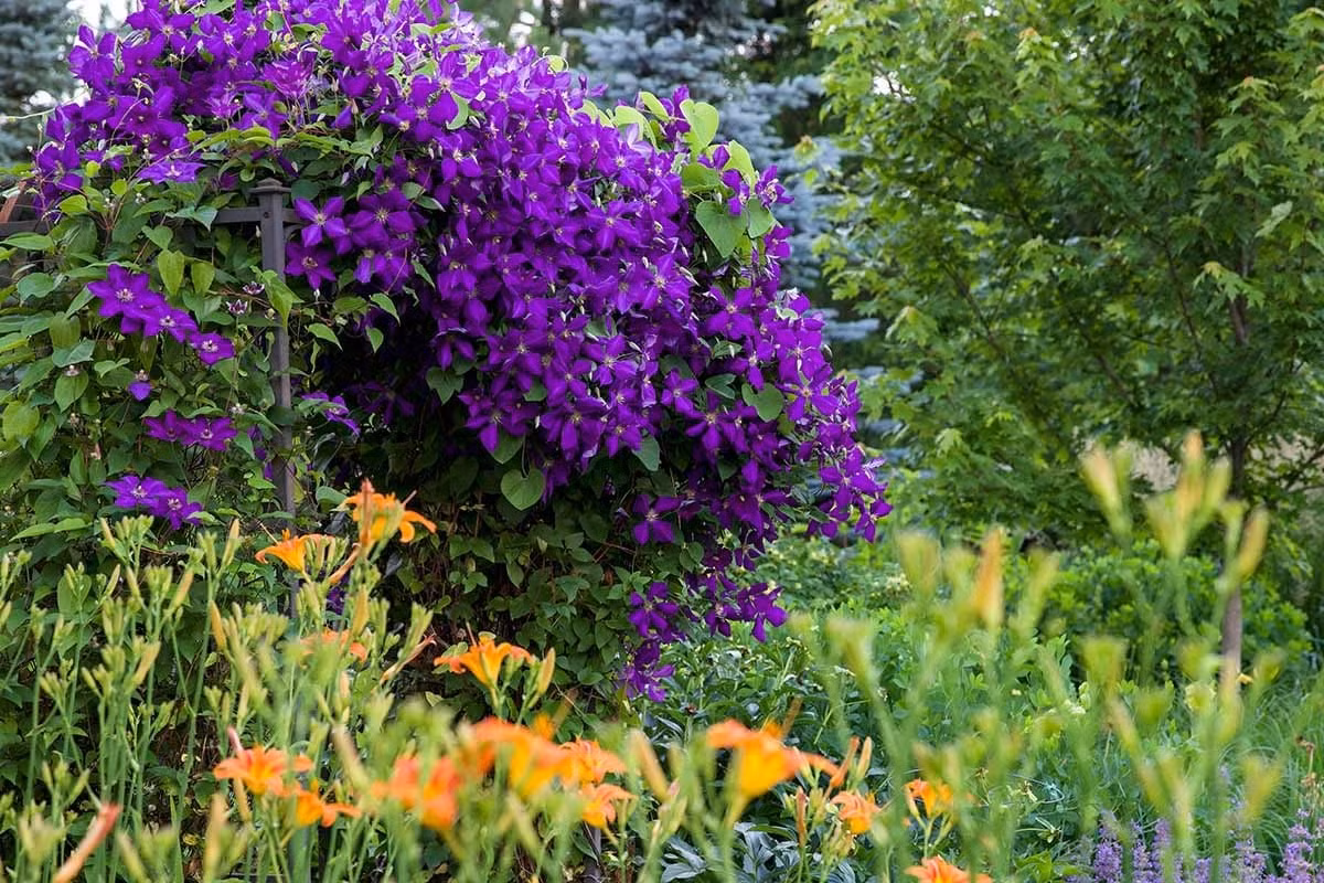 Mãn nhãn cây cảnh ngàn mặt mới rước may mắn vào nhà ảnh 6