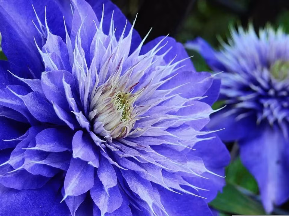 Mãn nhãn cây cảnh ngàn mặt mới rước may mắn vào nhà ảnh 3