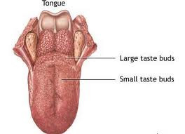 Các nhà nghiên cứu lưu ý rằng cảm ứng hóa trị thường cho tỉ lệ sống sót và kết quả phục hồi chức năng tốt hơn. Nhưng họ cũng nói rằng điều này không đúng với trường hợp ung thư lưỡi.