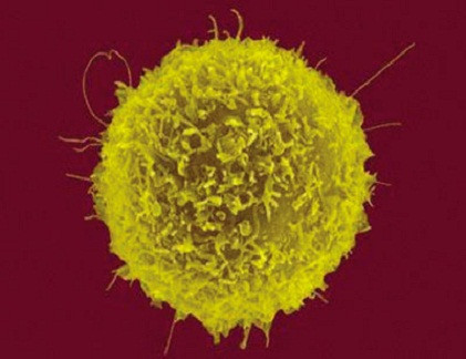 Tế bào T của hệ miễn dịch có khả năng nhận biết và tấn công các tế bào ung thư.