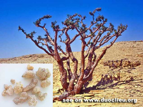 Trầm hương, nhựa của Sacra Boswellia - một loài cây nhỏ được tìm thấy ở Oman, Yemen và Somalia - được biết đến với đặc tính chống viêm và từ lâu đã được sử dụng trong y học dân gian, cùng với nhựa từ các loại Boswellia khác.