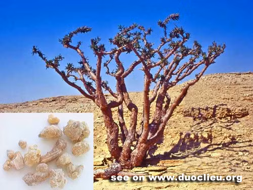 Trầm hương, nhựa của Sacra Boswellia - một loài cây nhỏ được tìm thấy ở Oman, Yemen và Somalia - được biết đến với đặc tính chống viêm và từ lâu đã được sử dụng trong y học dân gian, cùng với nhựa từ các loại Boswellia khác.