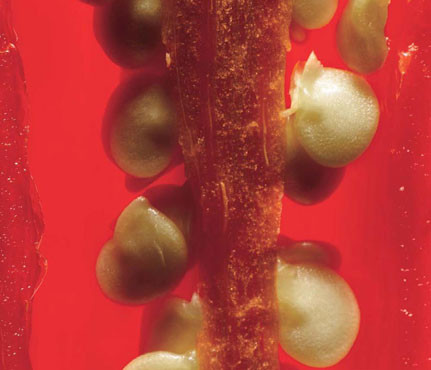 Một hợp chất trong ớt gọi là capsaicin có tác dụng sinh nhiệt, có nghĩa là nó làm cho cơ thể đốt cháy calo trong 20 phút sau khi bạn ăn ớt.