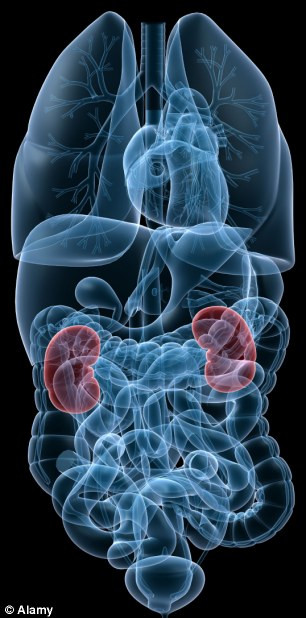 Phát hiện mới sẽ làm giảm số lượng bệnh nhân cần ghép thận.