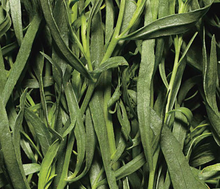 Bạn có thể sử dụng giống rau thơm này thay cho muối trong các món trộn và sa lát.