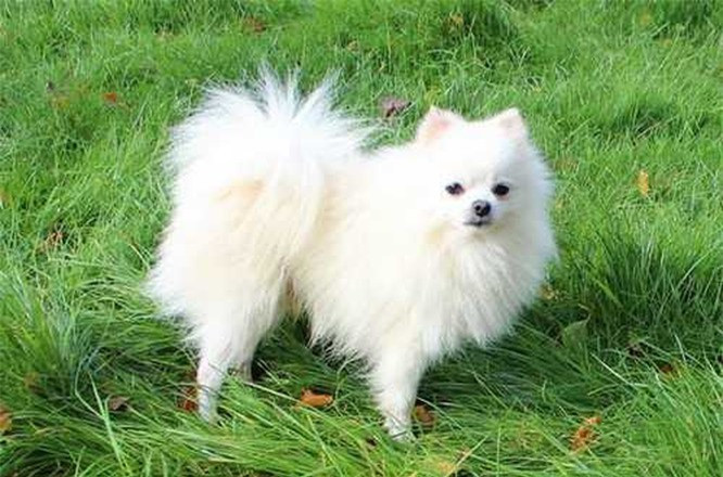 4.Chó Phốc sóc. Pomeranian là giống chó cảnh cỡ nhỏ, có ngoại hình xinh xắn có nguồn gốc là từ Châu Âu. Kích thước cơ thể chúng ngày càng bé nhỏ hơn. Nhưng chính sự nhỏ bé ấy lại khiến chúng nổi tiếng hơn. Chúng rất thông minh, ham học hỏi và trung thành, tò mò và hiếu động nhưng cũng rất tình cảm và dễ dạy.