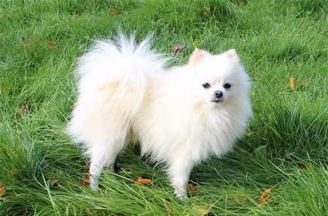 4.Chó Phốc sóc. Pomeranian là giống chó cảnh cỡ nhỏ, có ngoại hình xinh xắn có nguồn gốc là từ Châu Âu. Kích thước cơ thể chúng ngày càng bé nhỏ hơn. Nhưng chính sự nhỏ bé ấy lại khiến chúng nổi tiếng hơn. Chúng rất thông minh, ham học hỏi và trung thành, tò mò và hiếu động nhưng cũng rất tình cảm và dễ dạy.