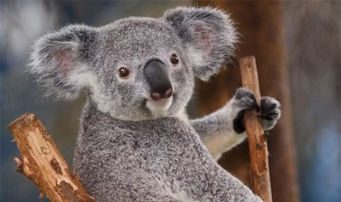 7.Gấu Koala. Gấu Koala hay gấu túi là loài vật rất dễ nhận biết bởi thân hình mập mạp, đầu lớn với đôi tai tròn tròn, bộ lông mượt mà và mũi to. Gấu túi có chiều dài cơ thể từ 60-85 cm, nặng 4 - 15kg. Gấu túi là loài vật rất dễ thương, khuôn mặt với biểu cảm trông rất ngây thơ, hồn nhiên khiến chúng trông càng đáng yêu hơn.