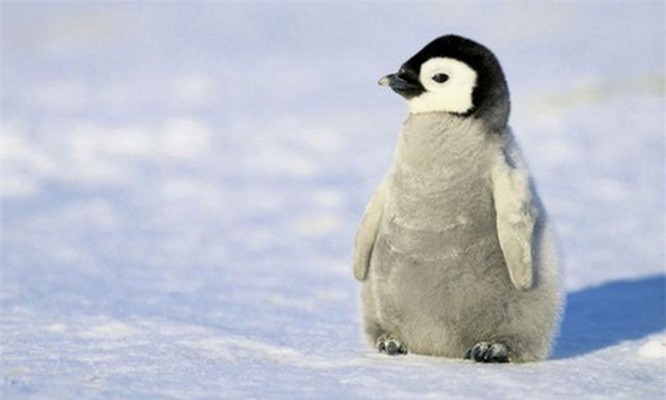 9.Chim cánh cụt nhỏ. Chim cánh cụt nhỏ là linh vật của Giải bơi vô địch thế giới FNA 2007 tổ chức tại Melbourne, Victoria. Những chú chim cánh cụt này hoàn toàn giống với loài cánh cụt bình thường ngoại trừ kích cỡ. Sự bé nhỏ khiến chúng trông dễ thương hơn đồng loại, vì vậy không ngạc nhiên khi mà chúng lọt vào danh sách 10 loài vật dễ thương nhất thế giới.