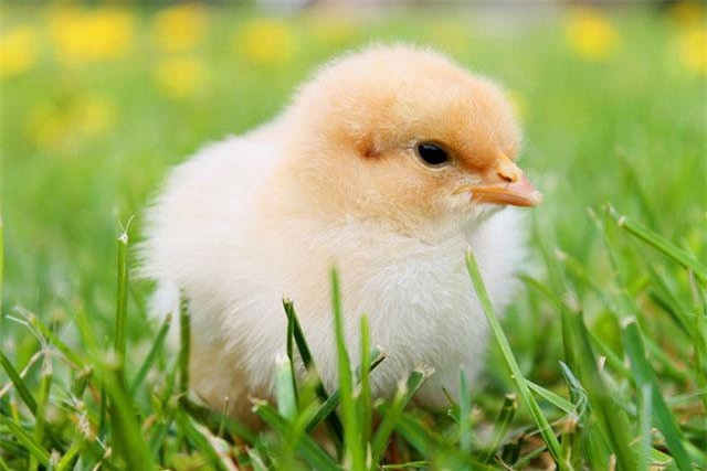 8. Gà con.