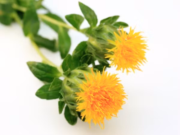 Tinh dầu rum dưỡng tóc. Trộn 1 cốc nước, 2 thìa cà phê dầu rum, 2 muỗng cà phê dầu ô liu và 0.5 ml dầu dưỡng tóc của bạn. Các thành phần tự nhiên của ô liu và rum sẽ làm giảm bớt tính chất hóa học có trong dầu dưỡng tóc thông thường, việc này sẽ đẩy nhanh quá trình khôi phục các kết cấu của tóc, giúp mái tóc của bạn mềm mại ngay khi sử dụng lần đầu.