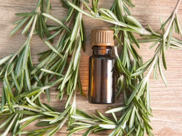 Tinh dầu hương thảo. Hương thảo được sử dụng rất lâu từ hàng thế kỷ qua, chủ yếu ở các nước châu Âu. Ngoài tác dụng làm sạch da đầu và loại bỏ triệt để gàu, chúng còn giúp phục hồi tóc hư tổn và giảm rụng tóc cực kì tốt. Với hương thơm tươi mát vốn có nên khi sử dụng, mái tóc của bạn sẽ đọng lại mùi hương rất mát mẻ, đồng thời chúng cũng giúp cho mái tóc bạn dài ra nhanh hơn.