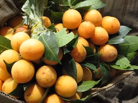 Trà chiết xuất từ quả sơn trà. Trà quả sơn trà giúp bảo vệ mắt, tăng cường thị lực, chống khô mắt, chống tình trạng tăng nhãn áp, phòng ngừa bệnh đục thủy tinh thể, làm đẹp da...