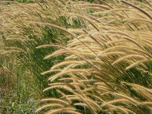 Rễ lau. Chữa trẻ bị bệnh sởi mà nốt sởi không mọc được: Dùng thân rễ lau tươi 30-50g, phối hợp với củ cải đường tươi 120g, hành lá 7 cây, quả trám xanh 7 quả, nấu với 1 lít nước, sôi khoảng 15 phút, lọc lấy nước chia uống 2-3 lần trong ngày.