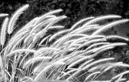 Trường hợp trẻ bị bệnh sởi, sốt, khát nước, người bứt rứt, có biểu hiện ho, khạc đờm vàng đặc và viêm phổi: Dùng rễ lau 15-30g, kim ngân hoa 10-12g, rau diếp cá 20-30g, hột bí đao 10-12g. Tất cả rửa sạch, nấu với 750ml nước, sắc còn 500ml, chia 2 lần uống trong ngày.