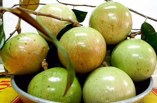 Vú sữa. Thời tiết nóng và oi bức nên vú sữa được nhiều người lựa chọn. Tuy nhiên, với phụ nữ mang thai thì đây là loại quả có tính nóng nên khi mang thai không nên ăn nhiều. Khi ăn nên tránh phần vỏ bởi vỏ có nhiều chất chát.