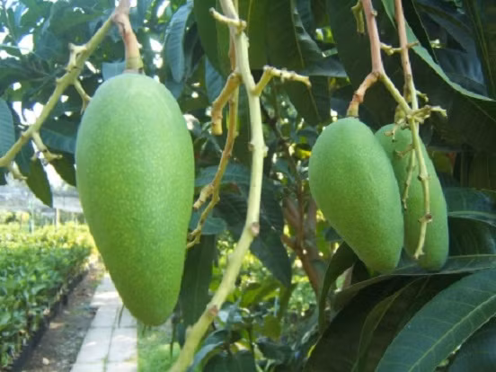 Xoài xanh. Ăn quá nhiều xoài xanh có thể làm tăng lượng a-xit trong bao tử, gây cảm giác khó chịu như xót ruột, đầy bụng. Thai phụ chỉ nên ăn xoài khi no.