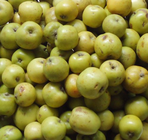 Táo mèo. Táo mèo có vị chua, chát, ngọt rất hợp với những bà bầu ốm nghén nhưng loại quả này lại không thực sự tốt cho phụ nữ mang thai. Theo nhiều tài liệu ghi lại, táo mèo có tác dụng làm hưng phấn tử cung, có thể thúc đẩy tử cung co bóp, gây sảy thai và sinh non.