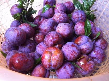 Quả mận: Mận chứa nhiều carotene khi vào cơ thể sẽ chuyển hóa thành vitamin A rất tốt cho mắt. Thêm vào đó, trong hạt mận cũng chứa nhiều chất dinh dưỡng cần thiết cho cơ thể như protein, chất béo, phốt pho, sắt, kali… có tác dụng thanh nhiệt giải độc. Tuy nhiên, không nên lạm dụng, ăn quá nhiều loại quả này bởi mận có tính nóng, ăn nhiều sẽ khiến cơ thể bị nóng trong có thể gây phát ban, mụn nhọt, nhất là đối với những người cơ địa có tính nhiệt.