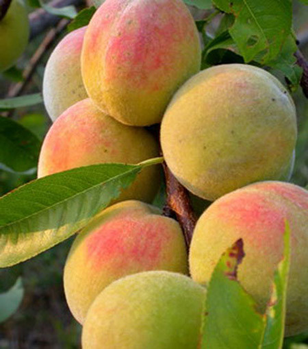 Quả đào. Quả đào có vị ngọt, tính nóng nên nếu ăn nhiều đào, bà bầu dễ bị xuất huyết. Lông ở vỏ quả đào rất dễ gây ngứa, rát cổ họng.